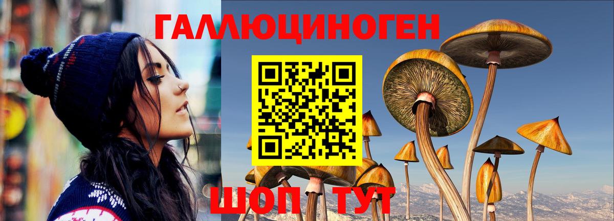 Псилоцибиновые грибы Cubensis Луга